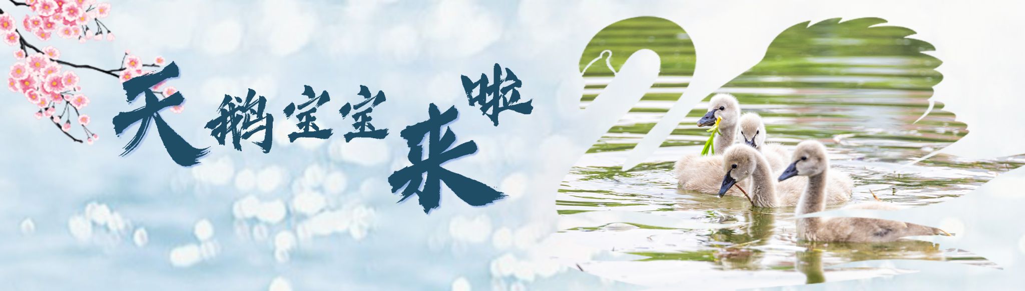天鹅宝宝来了